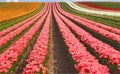 Sea of flowers from colorful blooming tulips with waves on a field Royalty Free Stock Photo